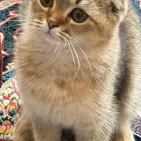 پت خوانگی گربه بیریتیش واسکاتیش