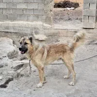 سراب نر اصیل|سگ|شیراز, ظفرآباد|دیوار