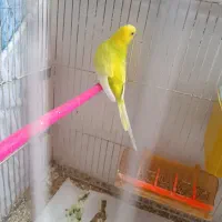 مرغ عشق جفت