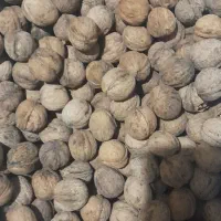 گردوی سفید وخوش مزه|خوردنی و آشامیدنی|میاندوآب, |دیوار