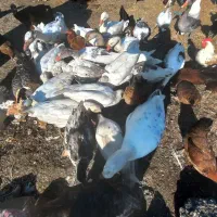 غاز|حیوانات مزرعه|بیله سوار, |دیوار