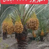 پخش خرما خاصویی جم امسالی|خوردنی و آشامیدنی|قم, بنیاد|دیوار