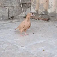 زرد سینه فر جوجه