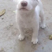 توله .نر.