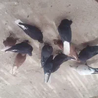 سلام زاغ دوم سفید سرخ دوم سفید قیمت جفت 600