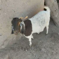 فروش بز چاق