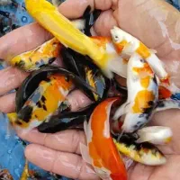 کوی نژاد دار|ماهی|اصفهان, کوجان|دیوار