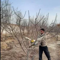 کلیه‌کارهای‌باغبانی‌هرس‌کاری‌‌تمام‌نقاط‌تهران