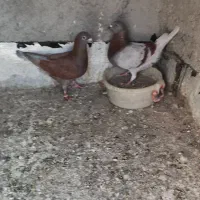 چهار عدد کبوتر اس