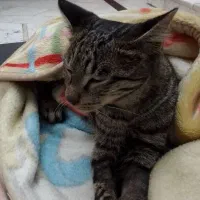 سلام یه گربه نر ۶‌ماهه پاش شکسته و الان عمل شده