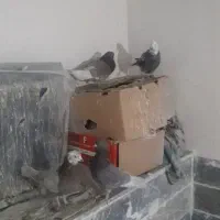 کبوتر|پرنده|نجفآباد, جلال آباد|دیوار