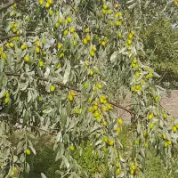 فروش نهال سنجد صادراتی حاج حسین|خدمات باغبانی و درختکاری|مرند, |دیوار