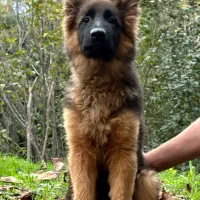 ژرمن ماده موبلند|سگ|رشت, بلوار گیلان|دیوار