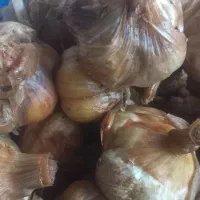 سیرترشی سه ساله زیرقیمت مصلی