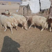 برەنر|حیوانات مزرعه|گچی, |دیوار