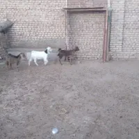 بزغاله ۴راس|حیوانات مزرعه|سبزوار, قصبه شرقی|دیوار