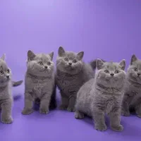 بلولند جهان گربه بریتیش طوسی