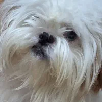 واگذاری  سگ شیتزو  سوپر فلت