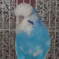 مرغ عشق انگلیسی گرید A|پرنده|اسلامشهر, باغ فیض|دیوار