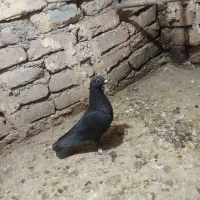 کفتر معاوضه با فلش