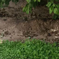 عصاره و شیر آبه کود غاز