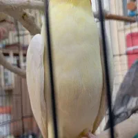 عروس هلندی لوتینو|پرنده|چابهار, |دیوار