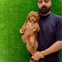 پامر پودل چاوچاو