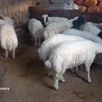 بره|حیوانات مزرعه|سیوان, |دیوار