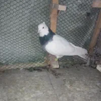 کله هما پرشی و طوقی|پرنده|سبزوار, ولیعصر (نجار آباد)|دیوار