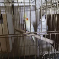 عروس هلندی مولد