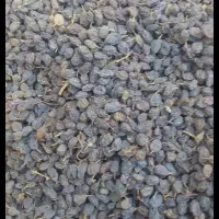 کشمش آفتابی تاکستان تحویل درب منزل