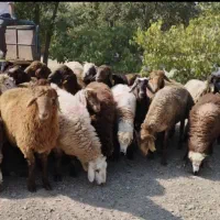 پخش گوسفند زنده همه روزه در کل طهران بدون تعطیلی|حیوانات مزرعه|تهران, بریانک|دیوار