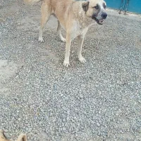 واگذاری سگ گله