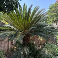 فروش گل سیکاس +۵متر|گل و گیاه طبیعی|دابودشت, |دیوار