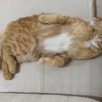 گربه DLH|گربه|تفت, |دیوار