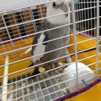 یه جفت عروس هلندی با قفس