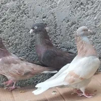 کبوتر خوب، سرور چاپی،و تعدادی کبوتر قیمت مناسب|پرنده|خورموج, |دیوار