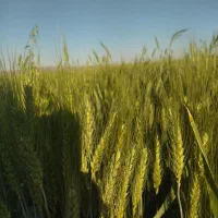 جو و کاه گندم و گندم دیم