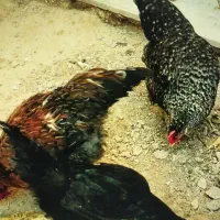 فروش مرغ