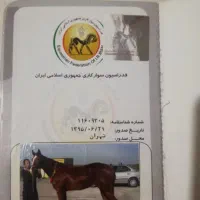 مادبان تروبرد