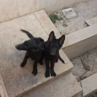 توله ژرمن شولاین