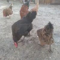 مرغ و خروس گلپایگانی