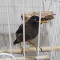 فروش مینا شاه تخم