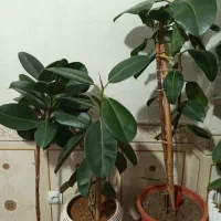 گل ها|گل و گیاه طبیعی|سی‌سخت, |دیوار