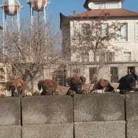 واگذاری|سگ|رامجین, |دیوار