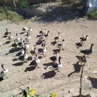 غاز|حیوانات مزرعه|میانه, |دیوار