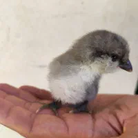 جوجه مرغ گلین محلی
