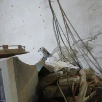 کفتر|پرنده|مشهد, علی آباد|دیوار