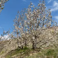 فروش-باغ-گیلاس