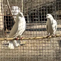 نرماده سفید چش نوک سفید